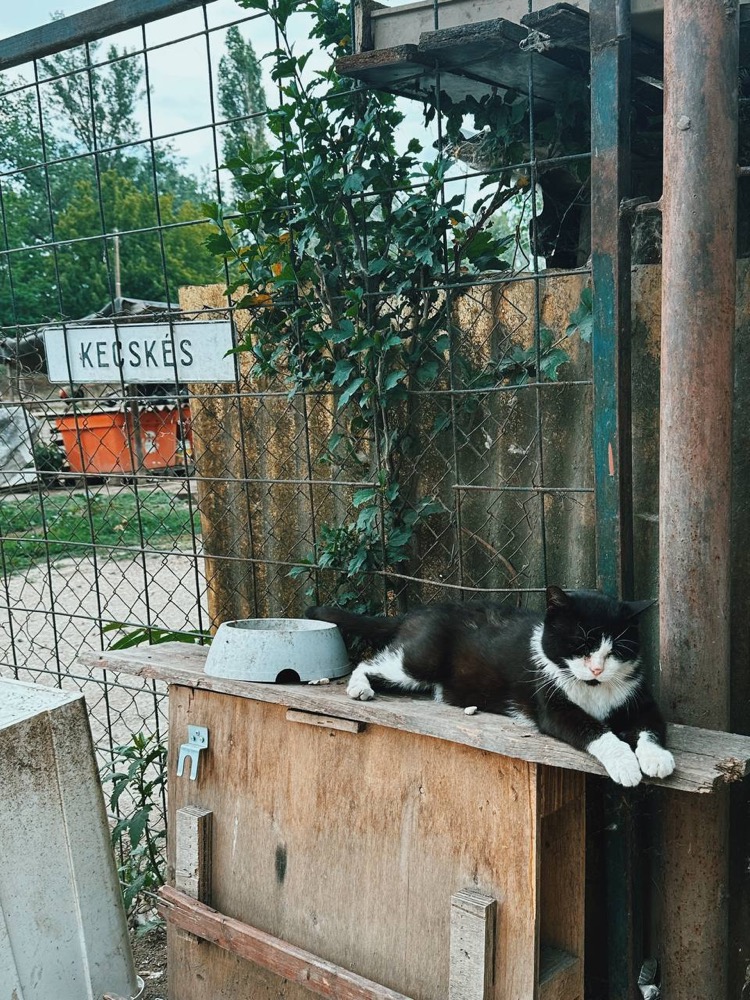 Кот у загона с козами — ферма на Непсигете